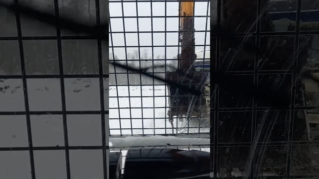 торфокарьер, тонар 48м3, низинный торф смотреть онлайн