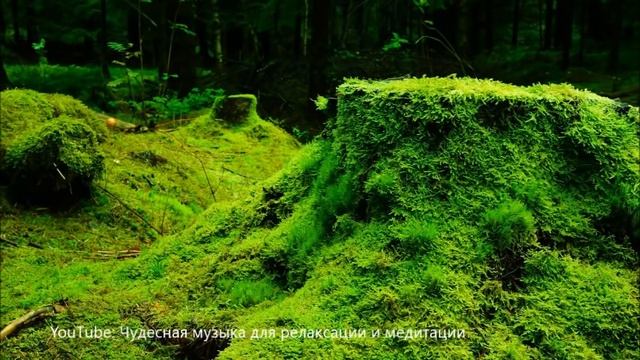 Смотреть видео онлайн