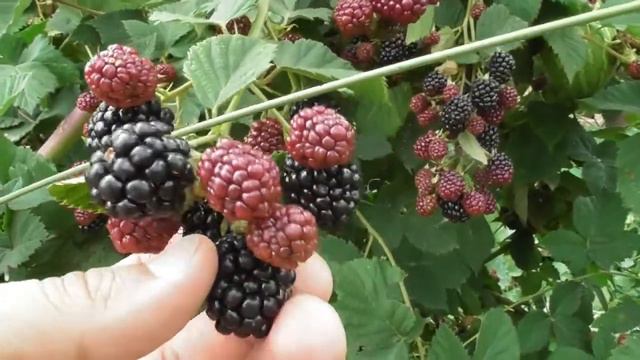 Ожина Торнфрі (Thornfree) та Оучіта (Ouachita, Уошіто) смотреть онлайн