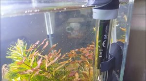 Распыление СО2 с помощью диффузора Eheim