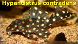 Кто такие гипанциструсы?