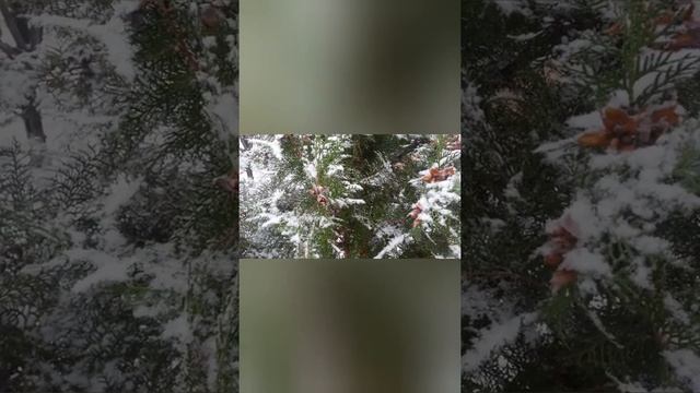 Праздник Икона Скоропослушница 22 ноября 2020 г. смотреть онлайн