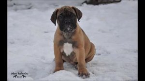 Щенки бульмастифа 2 месяца