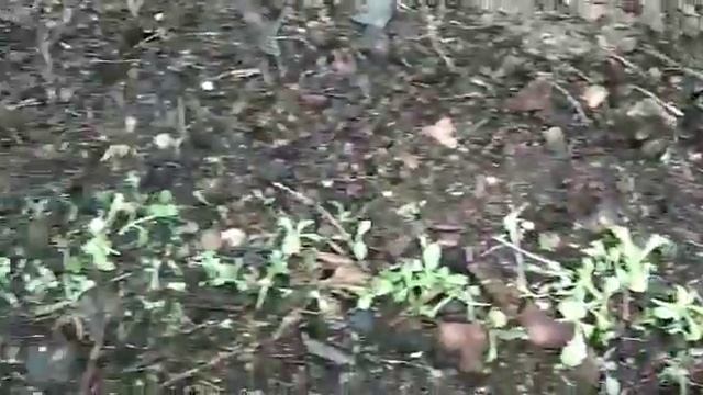 Салат сытная свежесть смотреть онлайн