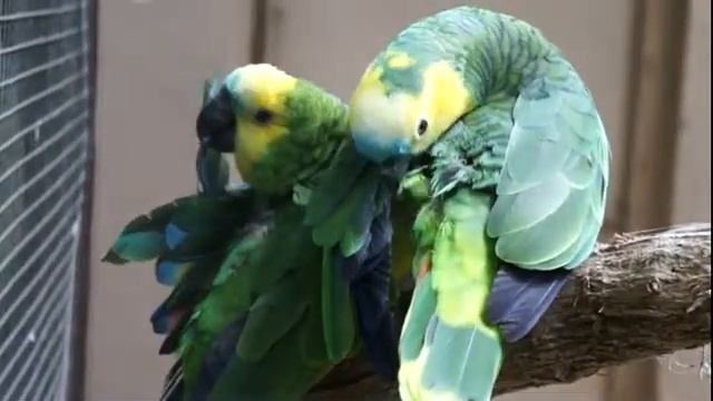 Бразилия Игуасу Парк птиц) - Два зеленых чистят перышки смотреть онлайн