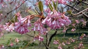 Kikeleti bangita (Viburnum x bodnantense 'Dawn') . videó képekben