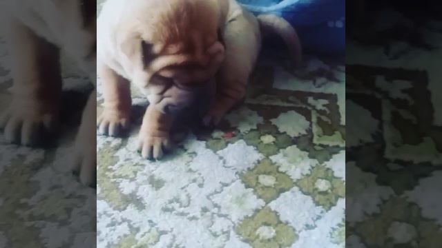 Шарпейчик смотреть онлайн