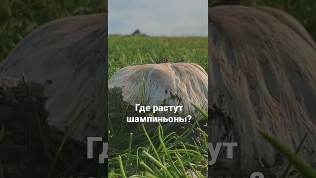 Где растут шампиньоны и фисташки? Новое видео уже на канале! Добро пожаловать! ?