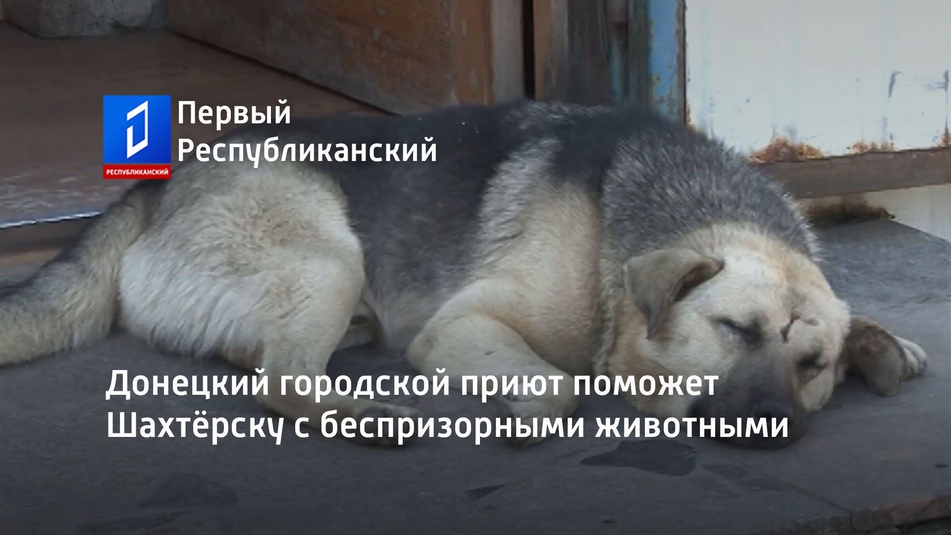 Донецкий городской приют поможет Шахтёрску с беспризорными животными