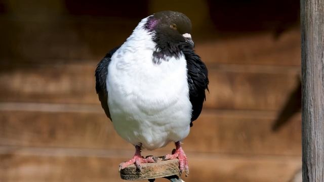 дикая природа/милые животные/релакс с животными/природа