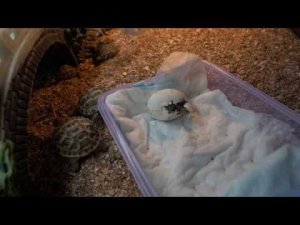 Вылупление (рождение) среднеазиатской черепахи (08.04.2020)