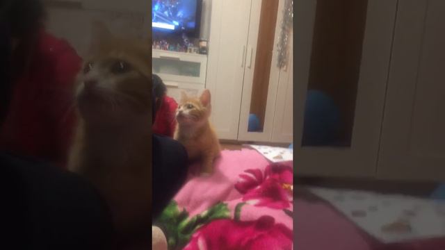Рыжий кот и попугай! 1-я серия. Юность )Этот котёнок в итоге 2 раза ловил этого попугая,но он выжил