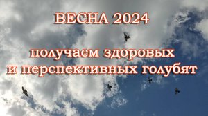 племенной сезон 2024
