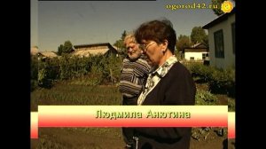 Огородный вредитель: подгрызающая совка