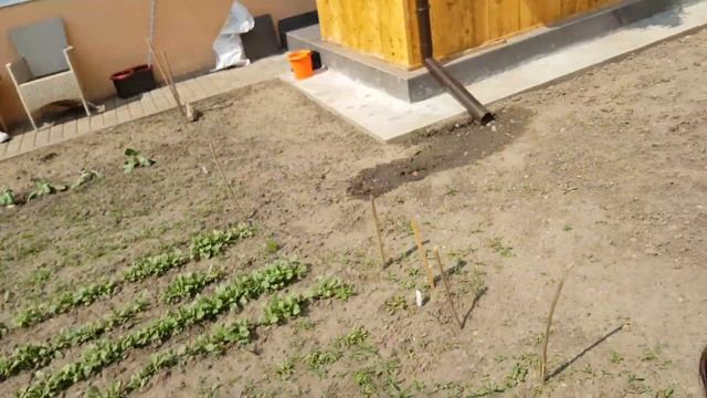 ОБРАБОТАЛИ ФРУКТОВЫЕ И ХВОЙНЫЕ ОТ ВРЕДИТЕЛЕЙ смотреть онлайн