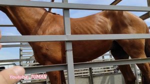 Чечня рынок Лошадей Курчалой