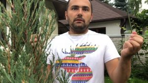 Как правильно подвязывать растения