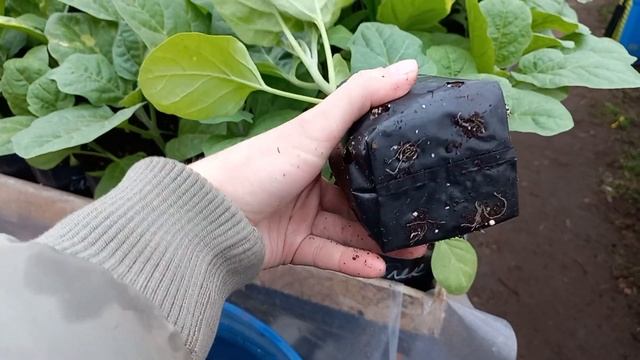 Баклажан Блек Перл F1 Enza Zaden смотреть онлайн