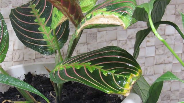 СОХНУТ КОНЧИКИ ЛИСТЬЕВ У КОМНАТНЫХ ЦВЕТОВ. ПОМОЖЕМ смотреть онлайн