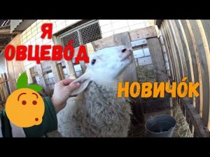 Коза еще гуляется. Баранчик и ярка ласкаются