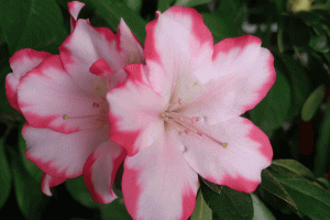 Как пересаживать азалии японские? (How to transplant Japanese azaleas? | Rhododendron obtusum)