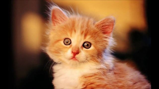 TOP 100 most tender and cute kittens, all!!!)) 2016, ТОП 100 самых милых котят с детскими песнями!) смотреть онлайн