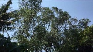 Летучие Лисы Австралии. Australian Flying Foxes.. Poinciana Tree. Пламенные Деревья