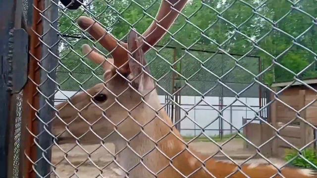 24 часа на пароходе челлендж/рыбалка смотреть онлайн