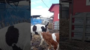 Характер телят//Как кормить телочку или бычка// Телята с высоким интеллектом//