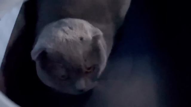 УРААА!!! Мы переехали в наш дом/ сюрприз для сына/ Барсик в новом доме