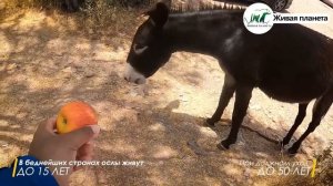 Лучшие защитники хозяйства | Ослы в деле