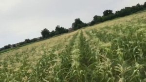 Сладкая Кукуруза. Все что нужно знать о кукурузе. Лайфхак