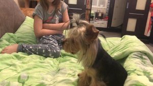 🐶«ЙОРКШИРСКИЙ ТЕРЬЕР АЙСИ ОБИДЕЛАСЬ»🐶/Йоркширский терьер/Смешные Собаки/Приколы с животными.