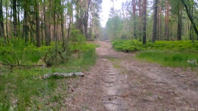 Погоня... Джек рассел терьер смотреть онлайн