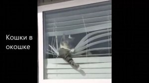 Заведи кота если скучно жить / подборка приколов про кошек