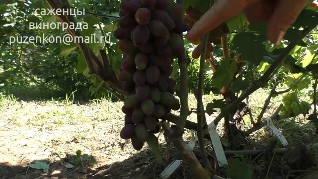 Виноград Эталон, Шарада ua (Пузенко Наталья Лариасовна) 2018 смотреть онлайн