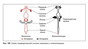 Биология 7 класс. Урок 53