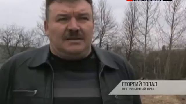 Каратин по бешенству в Рузском районе