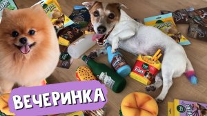 Вечеринка у собаки. СамоГОНЧАЯ сделала своё дело. Так повеселились, аж язык на плече