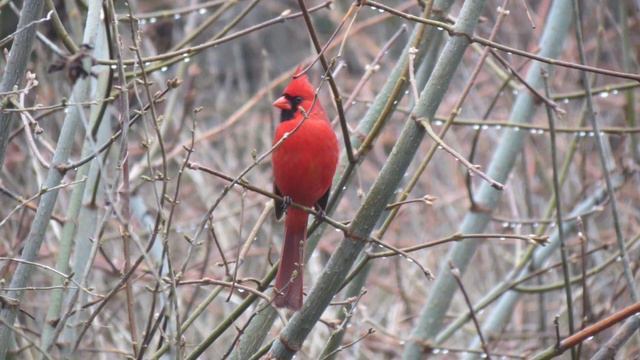 NABIL MROUE , FLUTIST смотреть онлайн