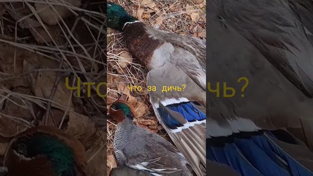 Один селезень Кряквы, а второй кто? смотреть онлайн