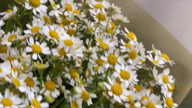 Букет 35 Матрикарий смотреть онлайн