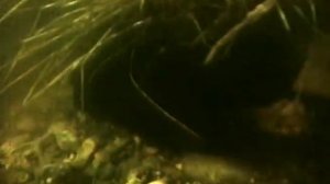 Живая энциклопедия: Алтайский заповедник 99 jyne