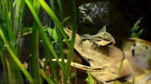 Аквариум на 100 литров. Оформление аквариума. Aquarium plants for beginners
