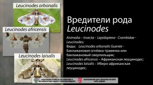 Вредители рода Leucinodes