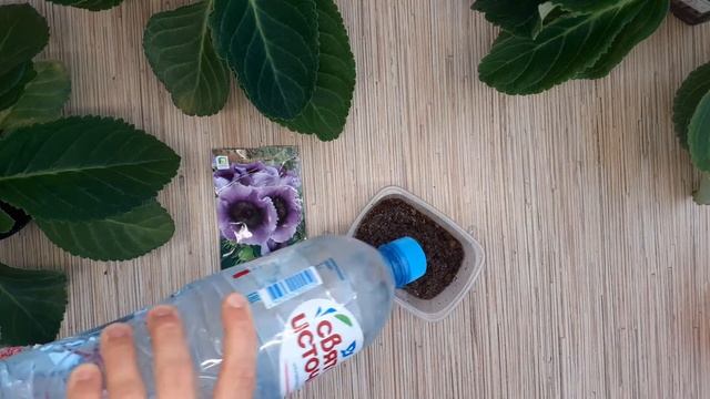 Выращивание глоксинии из семян. Часть 1. смотреть онлайн