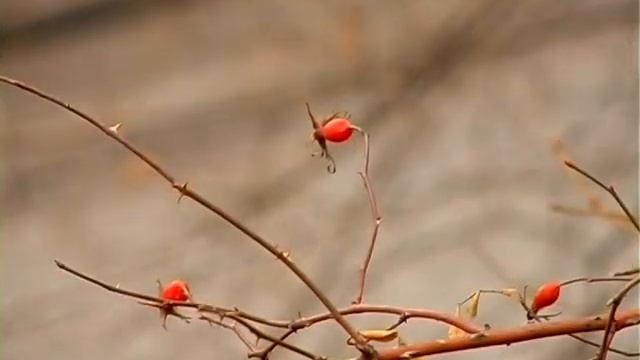 Осенний Харьков / Autumn Kharkiv смотреть онлайн