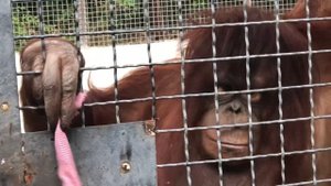 ОРАНГУТАНГ ДАНА ПОКАЗЫВАЕТ ШОУ С ПЛАТКОМ