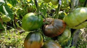 Литовский Гребень розовый ! Полный обзор томата