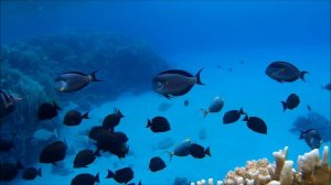 MARSA ALAM  november 2017 МАРСА АЛАМ ноябрь 2017